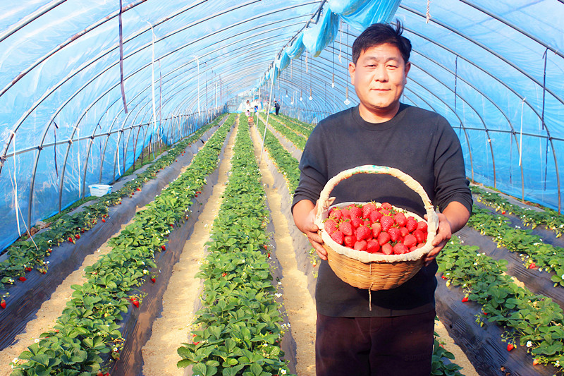 2025��ɽ�|��ݮ�a(ch��n)�I(y��)����A�M���_�����f���R�ϲ�ݮ�@��ժ�ý�